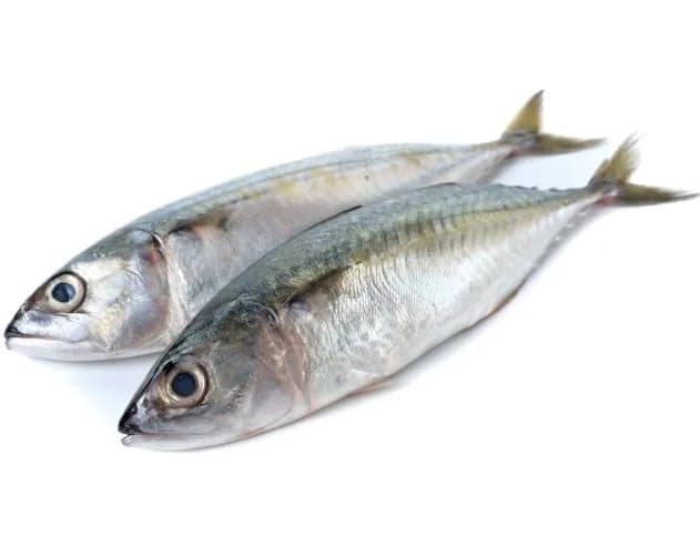 Ayala (Mackerel)