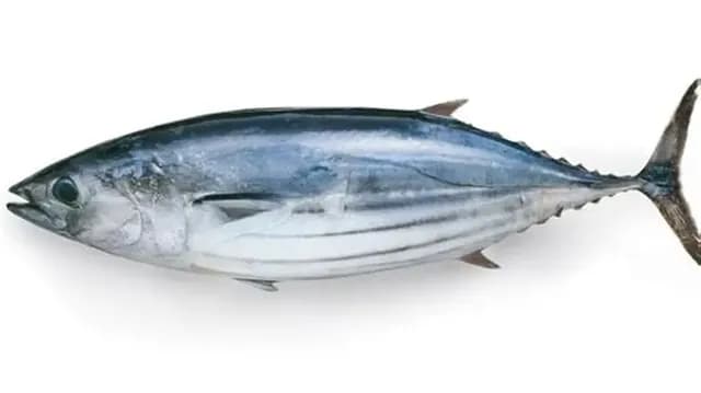 Tuna (Choora)